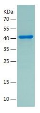    Syndecan-1 / Recombinant Human Syndecan-1