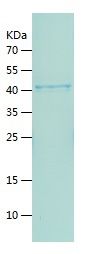    ATF-4 / Recombinant Human ATF-4