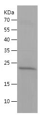 Recombinant Mouse IL-10