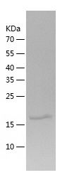    MYL12A / Recombinant Human MYL12A