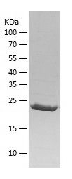 Recombinant Mouse GST3