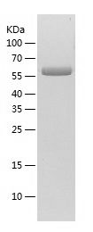    GGT1 / Recombinant Human GGT1