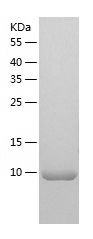    CXCL2 / Recombinant Human CXCL2