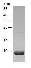    GRO gamma / Recombinant Human GRO gamma