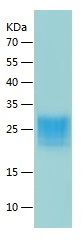 Recombinant Mouse IL-13