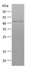    Cyclin A2 / Recombinant Human Cyclin A2