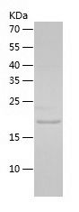 Recombinant Rat CNTF