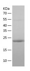    Rab3A / Recombinant Human Rab3A