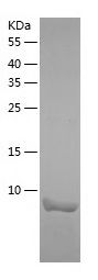    Parvalbumin / Recombinant Human Parvalbumin