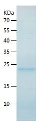 Recombinant Rat IL-6