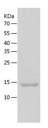    M6PR cation dependent / Recombinant Human M6PR cation dependent