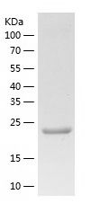    PZP / Recombinant Human PZP