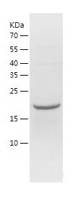    IL-11 / Recombinant Human IL-11