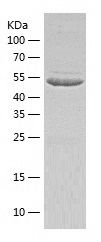    IMPDH1 / Recombinant Human IMPDH1