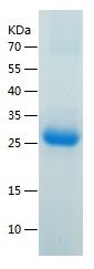    C4 binding / Recombinant Human C4 binding