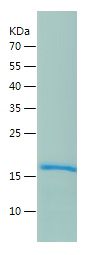    PTN / Recombinant Human PTN