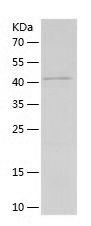    SCF / Recombinant Human SCF