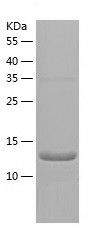    TAF1 / Recombinant Human TAF1