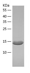    TAF1 / Recombinant Human TAF1