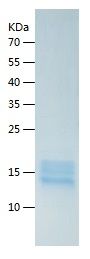    SPRR1b / Recombinant Human SPRR1b