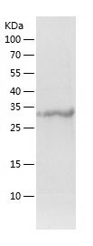    TCEA1 / Recombinant Human TCEA1