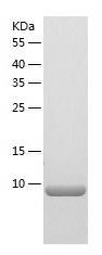    S100 alpha / Recombinant Human S100 alpha