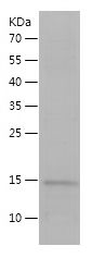    BDNF / Recombinant Human BDNF