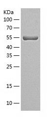    GATA2 / Recombinant Human GATA2