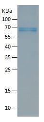    GATA3 / Recombinant Human GATA3