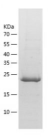    eEF1B2 / Recombinant Human eEF1B2