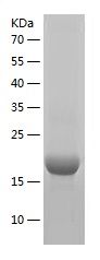    Cdk2 / Recombinant Human Cdk2