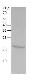 Recombinant Mouse TNF Receptor I