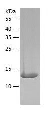    Fas / Recombinant Human Fas