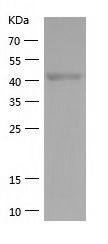    YY1 / Recombinant Human YY1