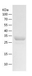    Hsp40 / Recombinant Human Hsp40