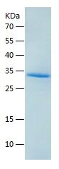    Proteasome 20S C2 / Recombinant Human Proteasome 20S C2