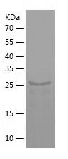    PSMA3 / Recombinant Human PSMA3