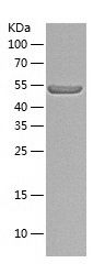 Recombinant Mouse Lyn