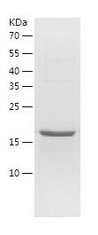    CNTF / Recombinant Human CNTF