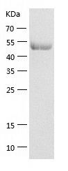    Elongation factor 1-gamma / Recombinant Human Elongation factor 1-gamma