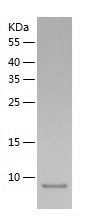 Recombinant Mouse FKBP12