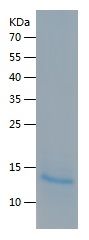 Recombinant Mouse AMH