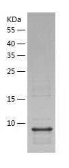 Recombinant Mouse C10