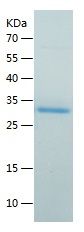    Proteasome 20S alpha 5 / Recombinant Human Proteasome 20S alpha 5