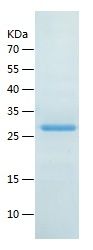    PSMB4 / Recombinant Human PSMB4