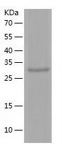 Recombinant Mouse Decorin