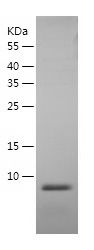    Granulin / Recombinant Human Granulin