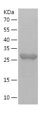    CD34 / Recombinant Human CD34