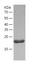 Recombinant Rat Cyclophilin F