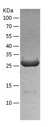    IMPA1 / Recombinant Human IMPA1